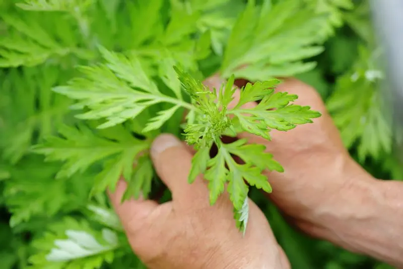 harness the power of healing herbs